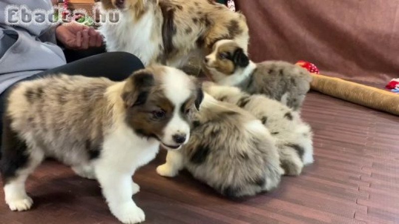 Ausztrál juhászkutya kölykök