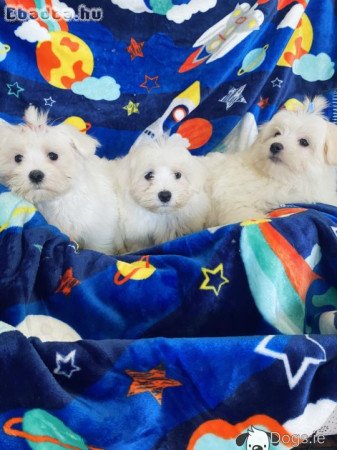 Máltai selyemkutyák: 2 kislány és 2 kisfiú.