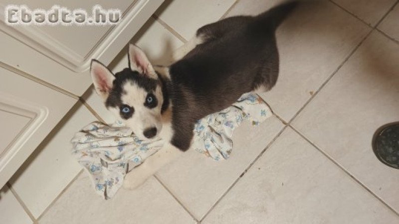 Eladó Husky kislány kutyus