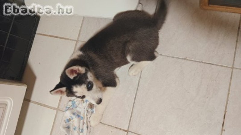 Eladó Husky kislány kutyus