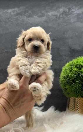 Maltipoo
