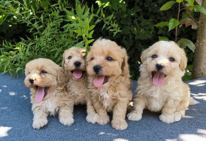 Maltipoo
