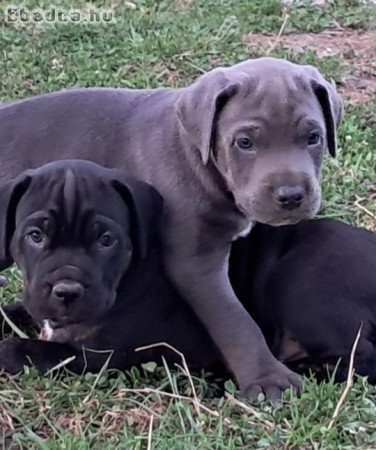 Cane Corso kölykök szerető otthonra várnak