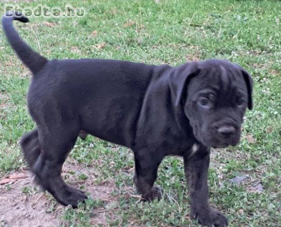 Cane Corso kölykök szerető otthonra várnak