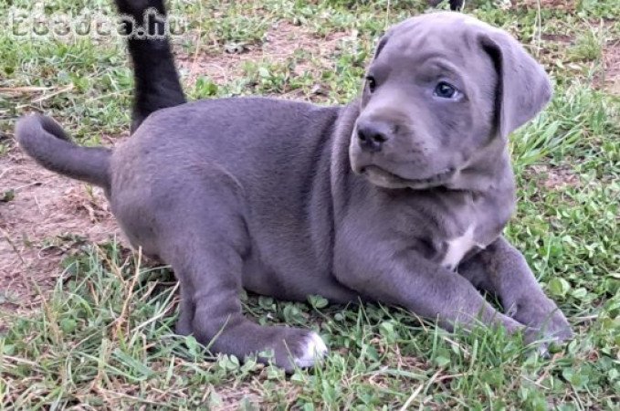 Cane Corso kölykök szerető otthonra várnak
