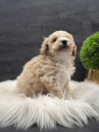 Maltipoo
