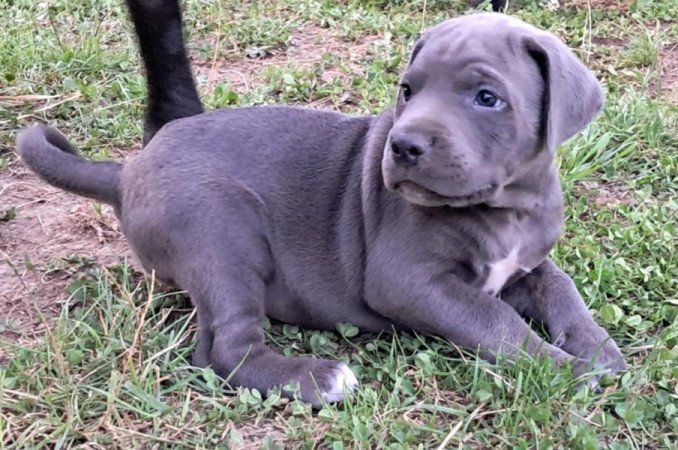 Cane Corso