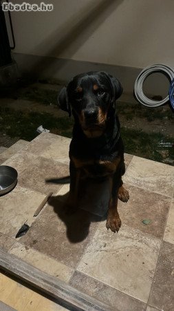 Fajtiszta rottweiler eladó