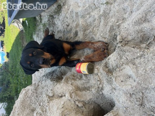 Fajtiszta rottweiler eladó