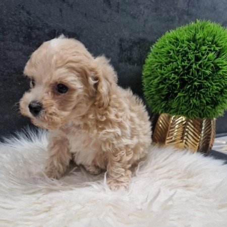 Maltipoo