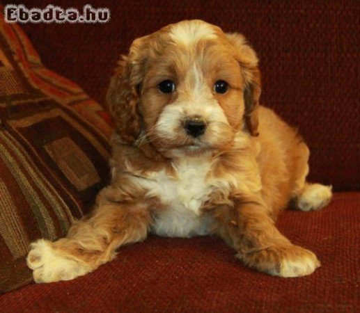 Cockapoo kölykök.