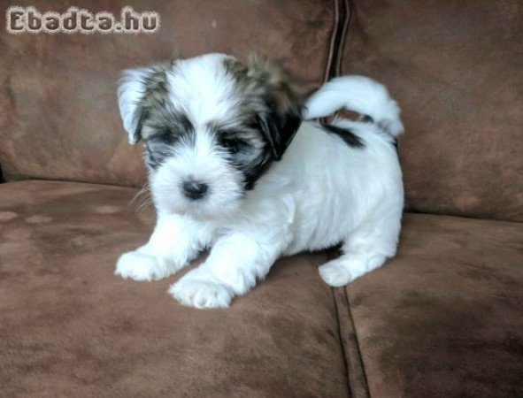 Havanese kölyök örökbefogadásra.