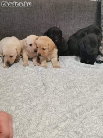 Labrador fajta jellegű kölyökkutyák