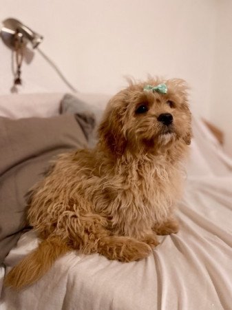 Cavapoo cavalier toy uszkar