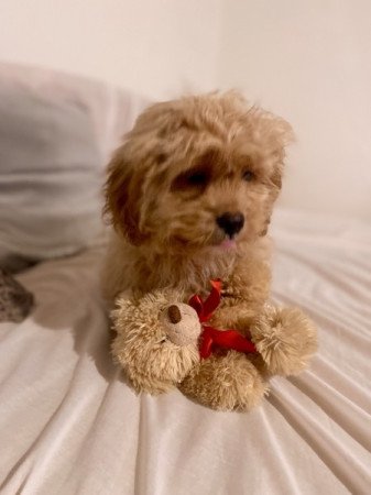 Cavapoo cavalier toy uszkar