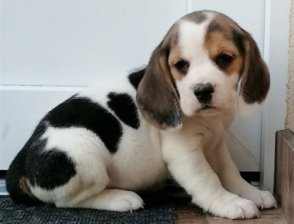 Beagle