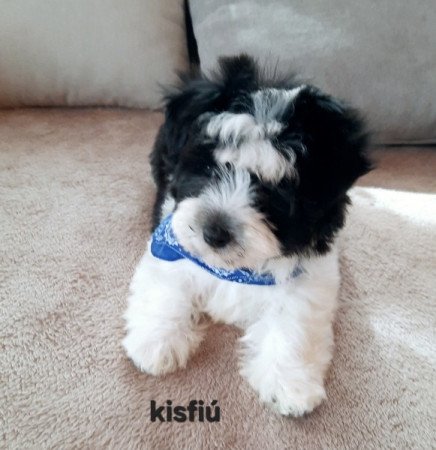 Bichon havanese