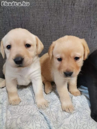 Labrador fajta jellegű kölyökkutyák