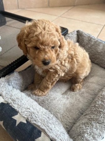 Máltai+uszkár=Maltipoo havanese bichon