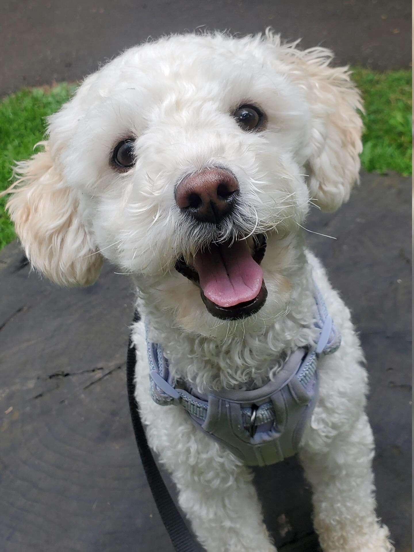 Hogyan szoktassuk ketrechez a kölyökkutyát