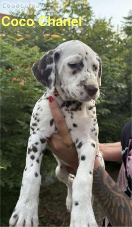 Törzskönyves dalmaták