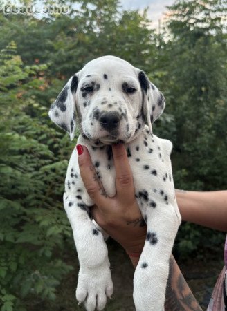 Törzskönyves dalmaták