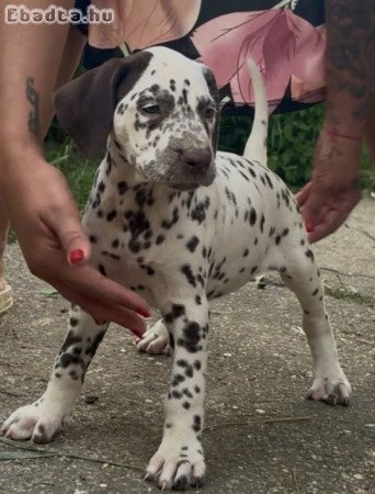 Törzskönyves dalmaták