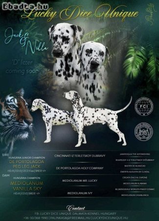 Törzskönyves dalmaták