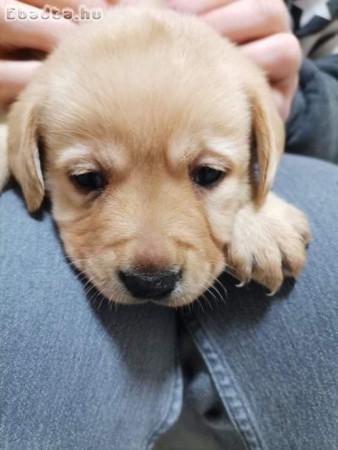 Labrador fajta jellegű kölyökkutyák