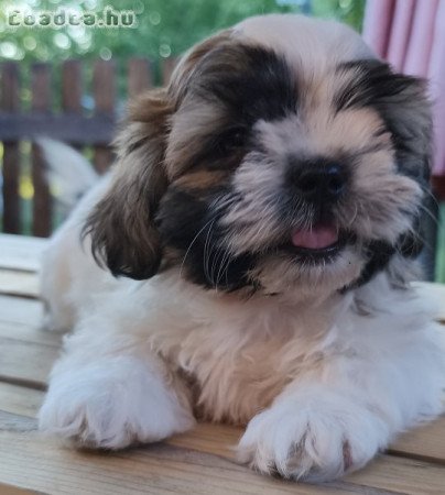 Shi-tzu kiskutyák szerető gazdit keresnek!