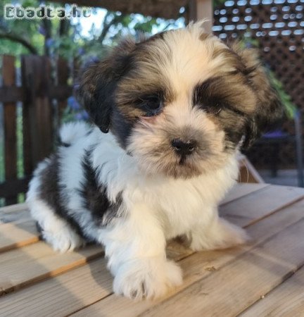 Shi-tzu kiskutyák szerető gazdit keresnek!