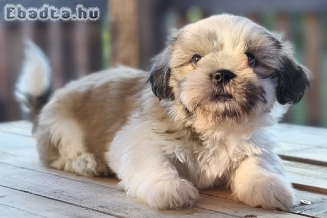 Shi-tzu kiskutyák szerető gazdit keresnek!