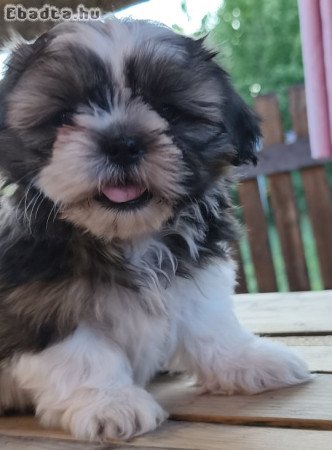 Shi-tzu kiskutyák szerető gazdit keresnek!