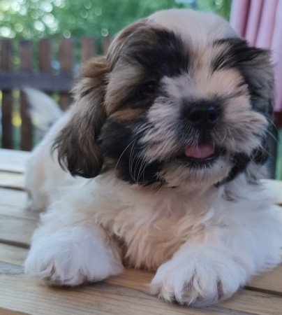 Shi-tzu