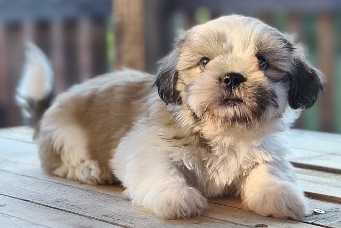Shi-tzu