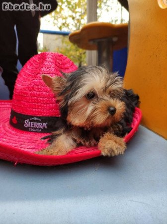 Eladó Yorkshire terrier  kislány , kisfiú