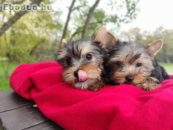 Eladó Yorkshire terrier  kislány , kisfiú