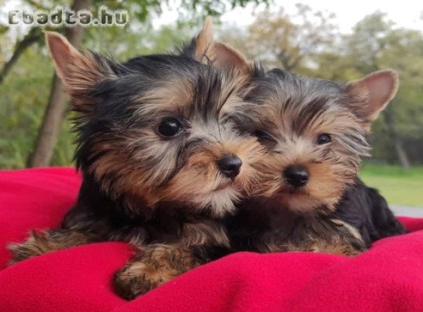 Eladó Yorkshire terrier  kislány , kisfiú