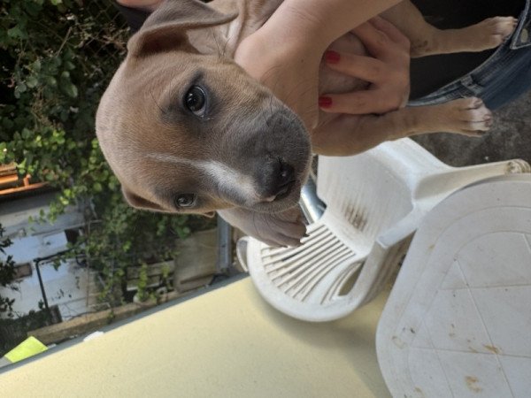 Amerikai steforshire terrier