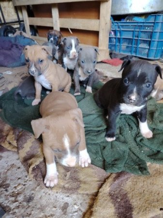 Amerikai steforshire terrier