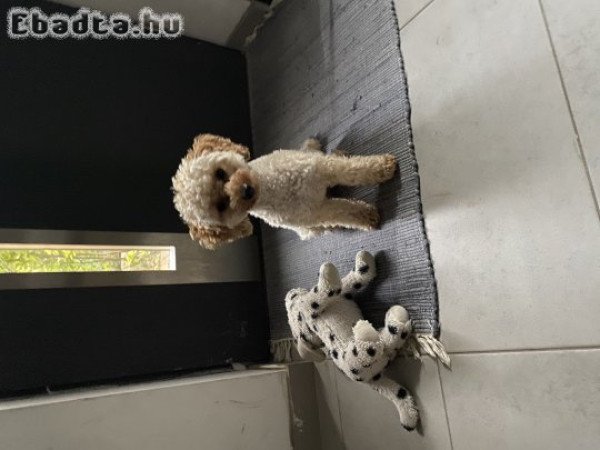 Ingyen elvihető kutyus