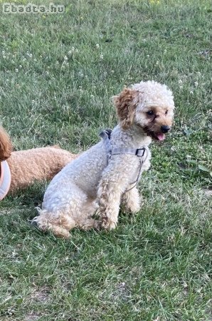 Ingyen elvihető kutyus