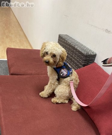 Ingyen elvihető kutyus