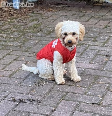 Ingyen elvihető kutyus