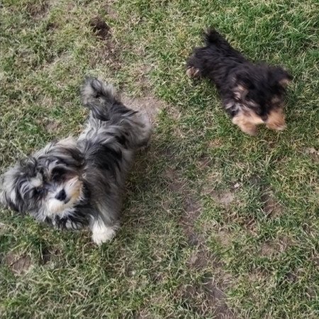 Bichon havanese