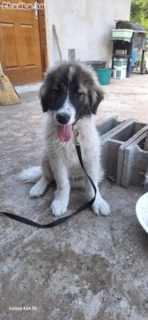 Gyönyörű kaukázusi kölykök