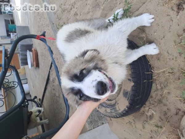 Gyönyörű kaukázusi kölykök