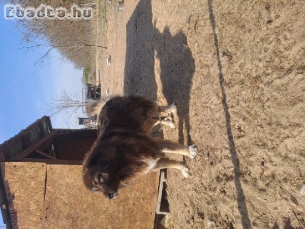 Gyönyörű kaukázusi kölykök