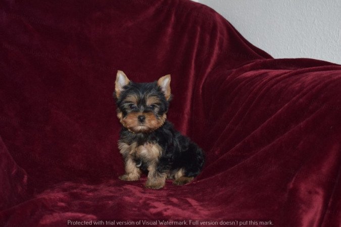 Yorkshire terrier