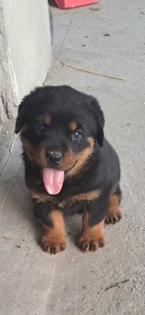 Rottweiler